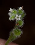 Largeseeded forget-me-not