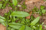 Largeseeded forget-me-not