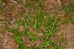 Largeseeded forget-me-not