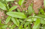 Largeseeded forget-me-not