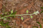 Largeseeded forget-me-not