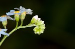 True forget-me-not