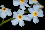 True forget-me-not