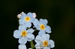 True forget-me-not