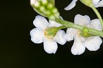 True forget-me-not