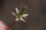 Tiny mousetail