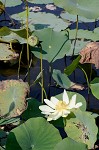 American lotus