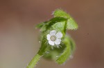 Smallflower baby blue-eyes