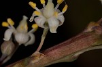 Florida beargrass