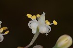 Florida beargrass