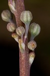 Florida beargrass