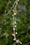 Florida beargrass