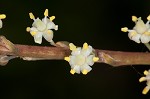 Florida beargrass