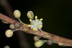 Florida beargrass