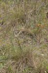 Florida beargrass