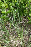 Florida beargrass