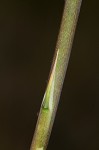 Florida beargrass