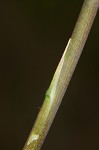 Florida beargrass