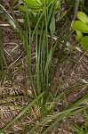 Florida beargrass