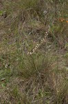 Florida beargrass