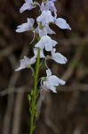 Texas toadflax