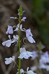 Texas toadflax