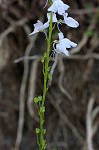 Texas toadflax