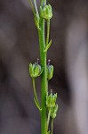 Texas toadflax