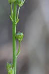 Texas toadflax