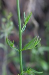 Texas toadflax