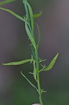 Texas toadflax