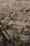 Texas toadflax