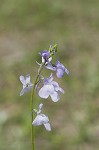 Texas toadflax