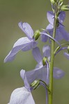 Texas toadflax