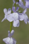 Texas toadflax