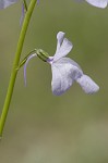 Texas toadflax