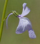 Texas toadflax