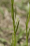 Texas toadflax