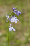 Texas toadflax