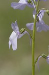 Texas toadflax