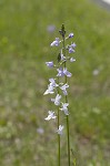 Texas toadflax