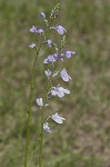 Texas toadflax