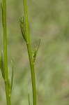 Texas toadflax