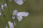 Texas toadflax