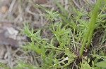 Texas toadflax