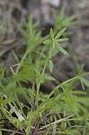 Texas toadflax