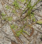 Texas toadflax