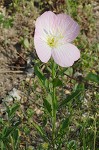 Showy evening-primrose