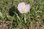 Showy evening-primrose