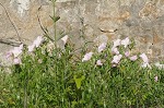 Showy evening-primrose